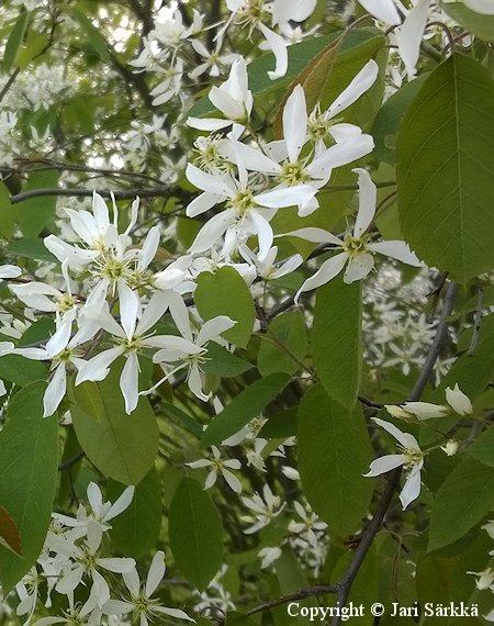 Amelanchier lamarckii, rusotuomipihlaja